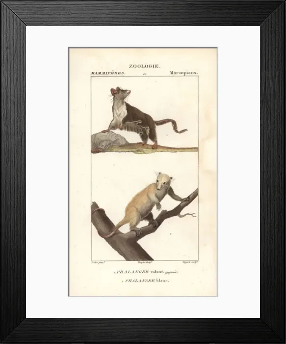 Framed Print : Sugar glider, Petaurus breviceps, and northern Framed Print : Sugar glider, Petaurus breviceps, and northern