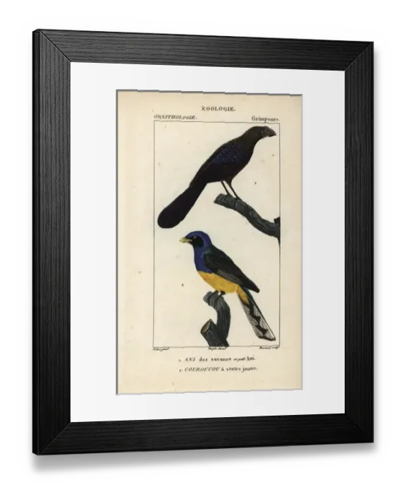 Framed Print : Smooth-billed ani, Crotophaga ani, and Amazonian Framed Print : Smooth-billed ani, Crotophaga ani, and Amazonian