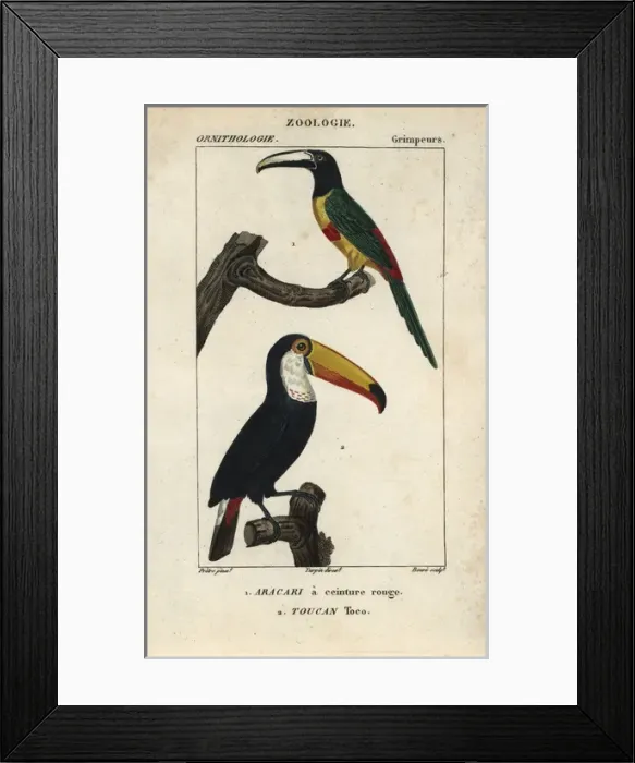Framed Print : Green-billed or red-breasted toucan, Ramphastos Framed Print : Green-billed or red-breasted toucan, Ramphastos