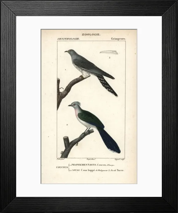 Framed Print : Common cuckoo, Cuculus canorus, and crested Framed Print : Common cuckoo, Cuculus canorus, and crested