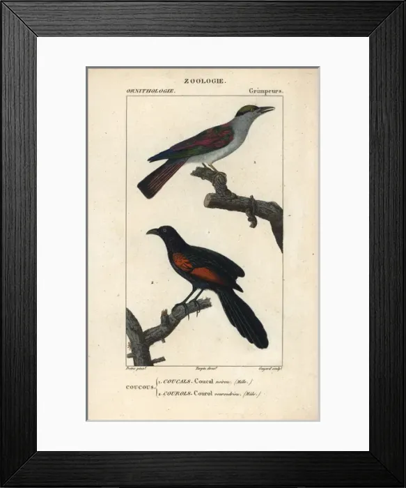 Framed Print : Cuckoo roller, Leptosomus discolor, and Sunda Framed Print : Cuckoo roller, Leptosomus discolor, and Sunda