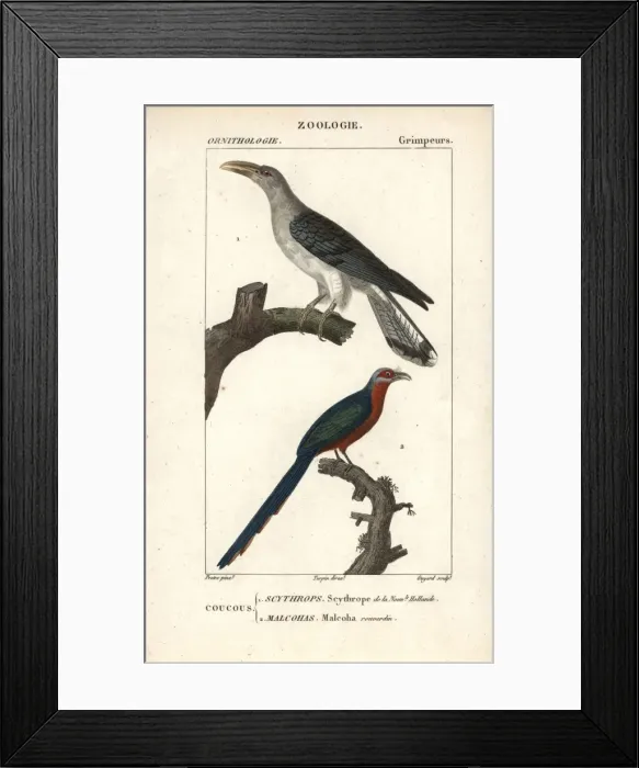 Framed Print : Channel-billed cuckoo and chestnut-breasted malkoha Framed Print : Channel-billed cuckoo and chestnut-breasted malkoha