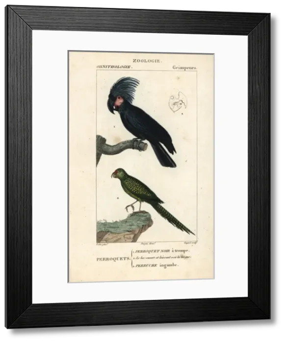 Framed Print : Palm or goliath cockatoo, Probosciger aterrimus