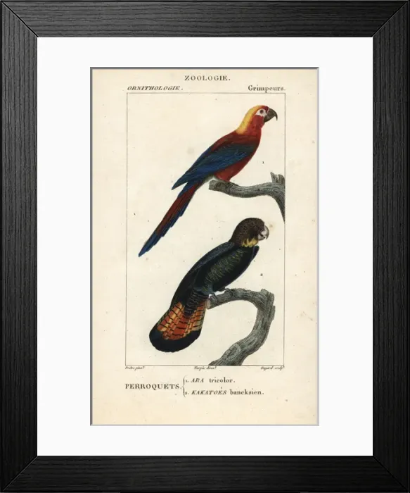 Framed Print : Cuban red macaw, Ara tricolor (extinct) Framed Print : Cuban red macaw, Ara tricolor (extinct)