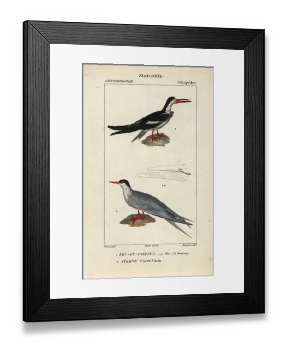Framed Print : Black skimmer, Rynchops niger, and common tern Framed Print : Black skimmer, Rynchops niger, and common tern