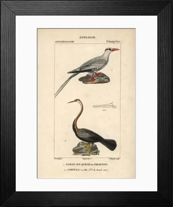 Framed Print : Red-billed tropicbird, Phaethon aethereus Framed Print : Red-billed tropicbird, Phaethon aethereus