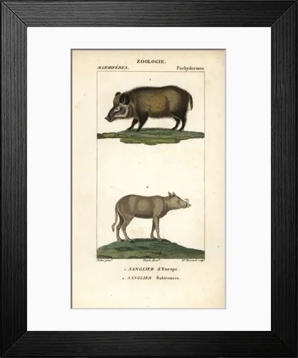 Framed Print : Wild boar, Sus scrofa, and Buru babirusa, Babyrousa Framed Print : Wild boar, Sus scrofa, and Buru babirusa, Babyrousa
