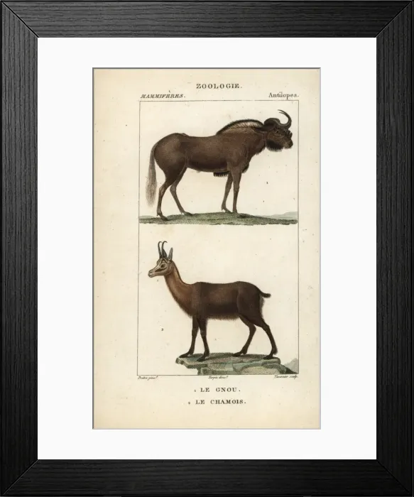 Framed Print : White-tailed gnu, Connochaetes gnou, and Pyrenean Framed Print : White-tailed gnu, Connochaetes gnou, and Pyrenean
