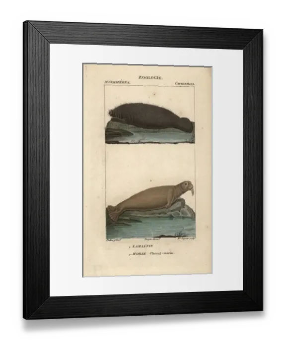 Framed Print : Walrus, Odobenus rosmarus, and West Indian Framed Print : Walrus, Odobenus rosmarus, and West Indian