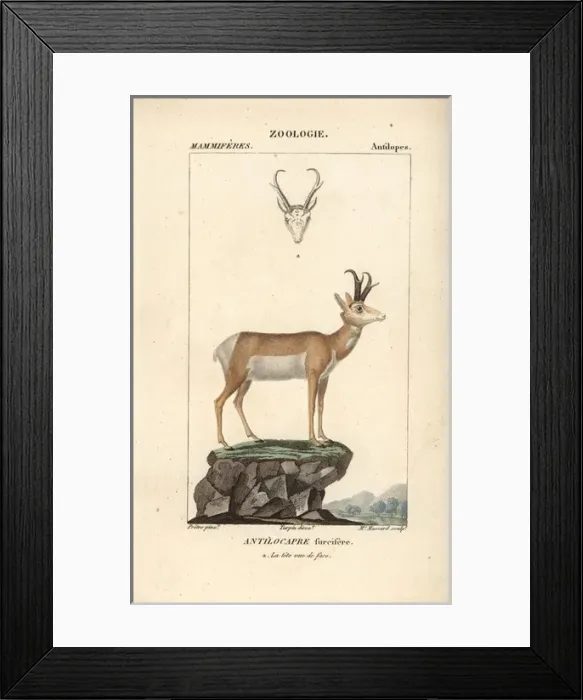 Framed Print : Pronghorn, Antilocapra americana Framed Print : Pronghorn, Antilocapra americana
