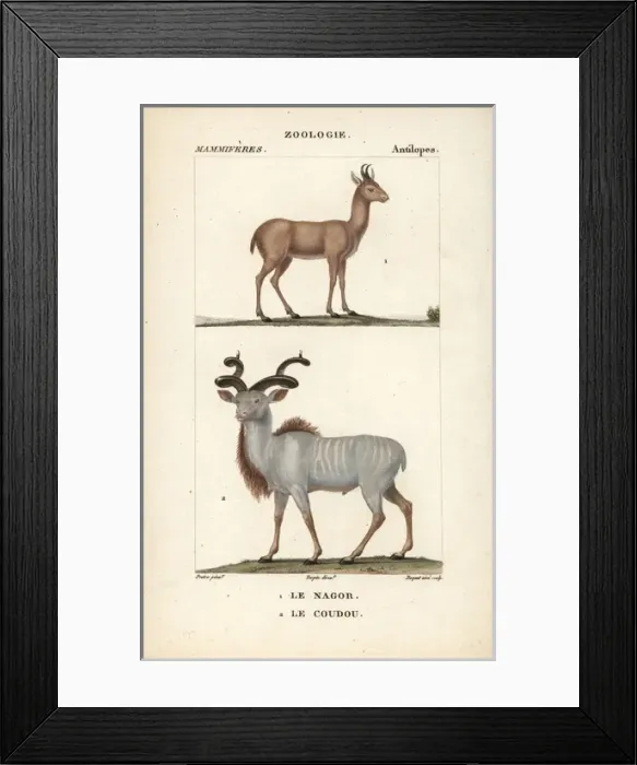 Framed Print : Nilgai, Boselaphus tragocamelus, and greater Framed Print : Nilgai, Boselaphus tragocamelus, and greater