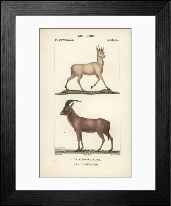 Framed Print : Klipspringer, Oreotragus oreotragus, and roan Framed Print : Klipspringer, Oreotragus oreotragus, and roan