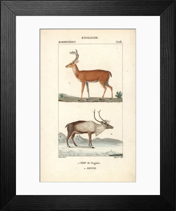 Framed Print : White-tailed or Virginia deer, Odocoileus virginianus Framed Print : White-tailed or Virginia deer, Odocoileus virginianus