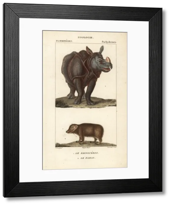 Framed Print : Indian rhino, Rhinoceros unicornis (vulnerable) Framed Print : Indian rhino, Rhinoceros unicornis (vulnerable)