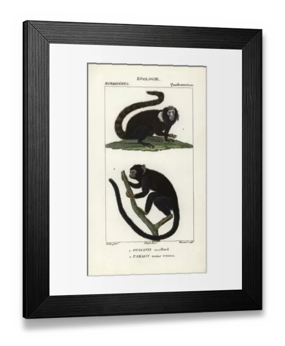 Framed Print : Buffy-tufted marmoset, Callithrix aurita (vulnerable) Framed Print : Buffy-tufted marmoset, Callithrix aurita (vulnerable)