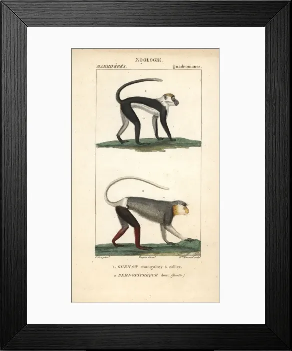Framed Print : Collared mangabey, Cercocebus torquatus Framed Print : Collared mangabey, Cercocebus torquatus