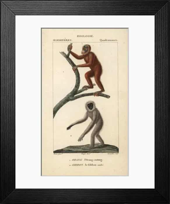 Framed Print : Bornean orangutan, Pongo pygmaeus (endangered) Framed Print : Bornean orangutan, Pongo pygmaeus (endangered)