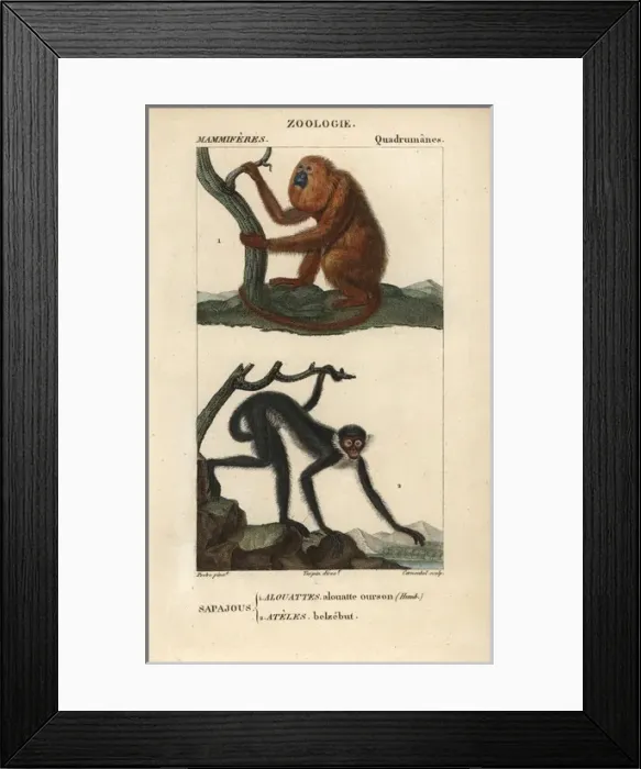 Framed Print : Red howler monkey, Alouatta seniculus Framed Print : Red howler monkey, Alouatta seniculus