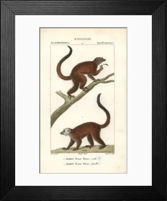 Framed Print : White-headed lemur, Eulemur albifrons, male Framed Print : White-headed lemur, Eulemur albifrons, male