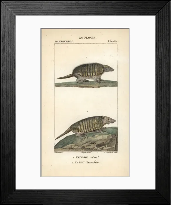 Framed Print : Big hairy armadillo, Chaetophractus villosus Framed Print : Big hairy armadillo, Chaetophractus villosus