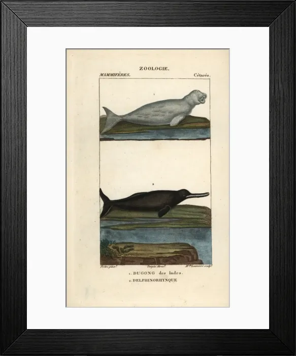 Framed Print : Dugong, Dugong dugon (vulnerable) and Amazon Framed Print : Dugong, Dugong dugon (vulnerable) and Amazon