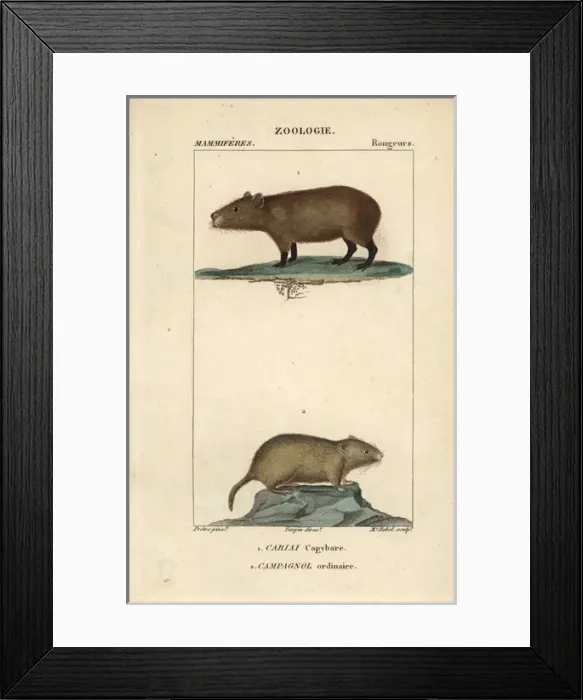 Framed Print : Capybara, Hydrochoerus hydrochaeris, and common Framed Print : Capybara, Hydrochoerus hydrochaeris, and common