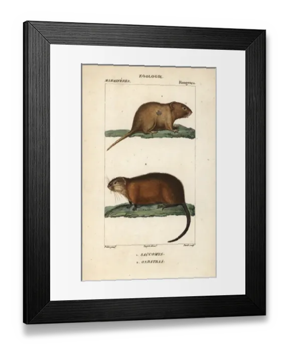 Framed Print : VALUE. Desmarests spiny pocket mouse, Heteromys desmarestianus, Framed Print : VALUE. Desmarests spiny pocket mouse, Heteromys desmarestianus,