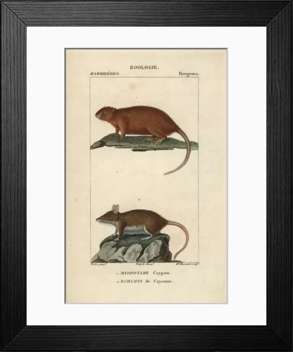 Framed Print : Coypu or river rat, Myocastor coypus, and Cayenne Framed Print : Coypu or river rat, Myocastor coypus, and Cayenne