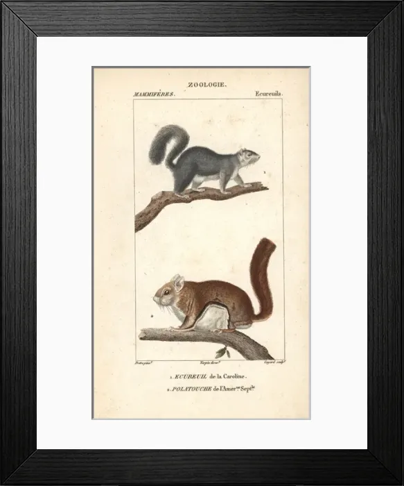 Framed Print : Eastern gray squirrel, Sciurus carolinensis Framed Print : Eastern gray squirrel, Sciurus carolinensis
