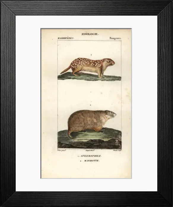 Framed Print : European ground squirrel, Spermophilus citellus Framed Print : European ground squirrel, Spermophilus citellus