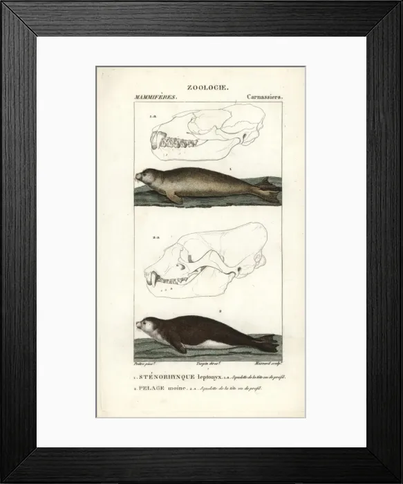 Framed Print : Leopard seal, Hydrurga leptonyx, and Mediterranean Framed Print : Leopard seal, Hydrurga leptonyx, and Mediterranean