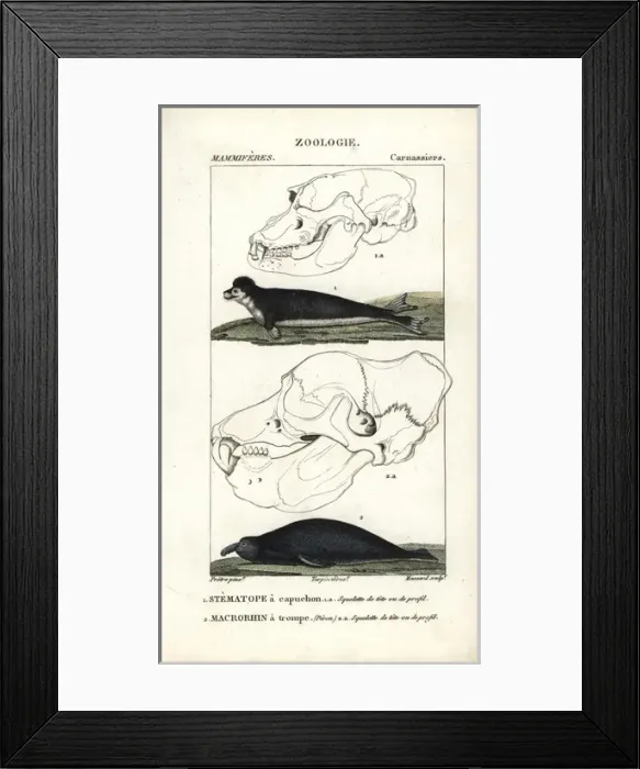 Framed Print : Hooded seal, Cystophora cristata (vulnerable) Framed Print : Hooded seal, Cystophora cristata (vulnerable)