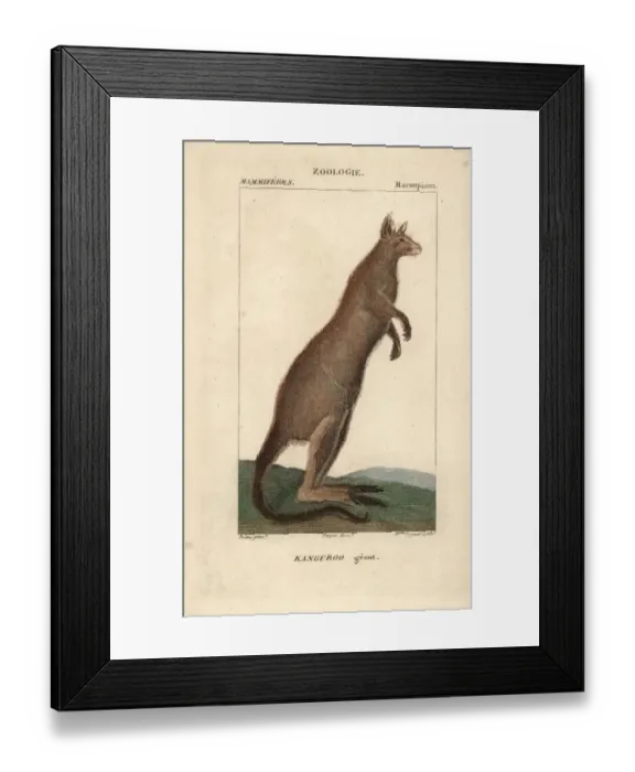 Framed Print : Eastern grey kangaroo, Macropus giganteus Framed Print : Eastern grey kangaroo, Macropus giganteus