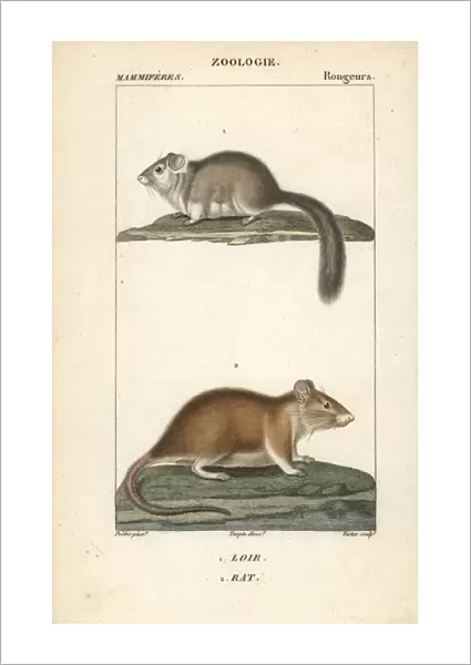 Dormouse, Glis glis, and rat, Rattus norvegicus