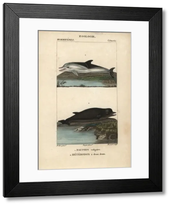 Framed Print : Short-beaked dolphin, Delphinus delphis Framed Print : Short-beaked dolphin, Delphinus delphis