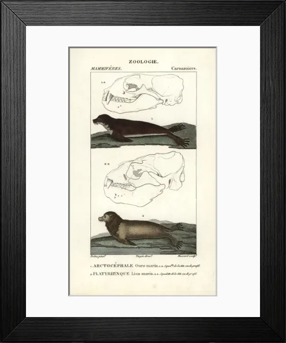Framed Print : Fur seal species (Arctocephalus gazella?) Framed Print : Fur seal species (Arctocephalus gazella?)
