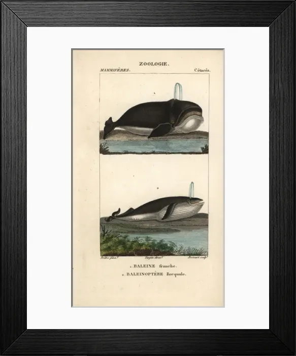 Framed Print : Atlantic right whale, Eubalaena glacialis Framed Print : Atlantic right whale, Eubalaena glacialis