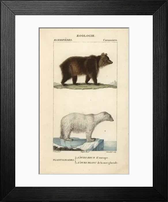 Framed Print : European brown bear, Ursus arctos, and polar Framed Print : European brown bear, Ursus arctos, and polar