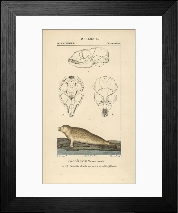 Framed Print : Harbour seal, Phoca vitulina, with sections through skull Framed Print : Harbour seal, Phoca vitulina, with sections through skull