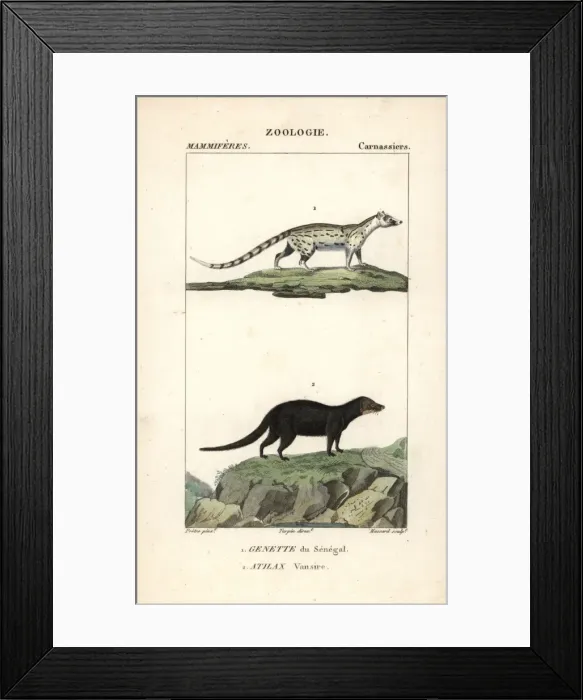 Framed Print : African genet, Genetta genetta, and marsh or Framed Print : African genet, Genetta genetta, and marsh or