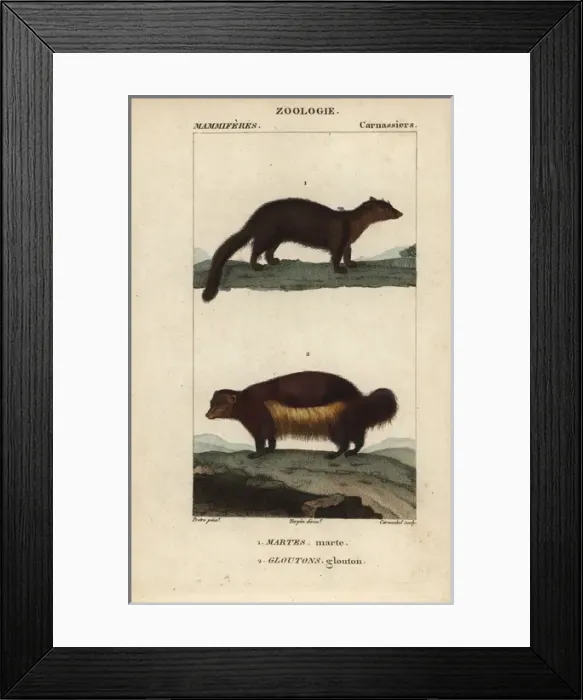 Framed Print : Marten, Martes martes, and wolverine, Gulo gulo Framed Print : Marten, Martes martes, and wolverine, Gulo gulo