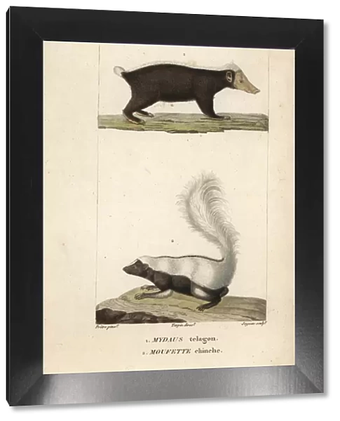 Sunda stink badger (Mydaus javanensis