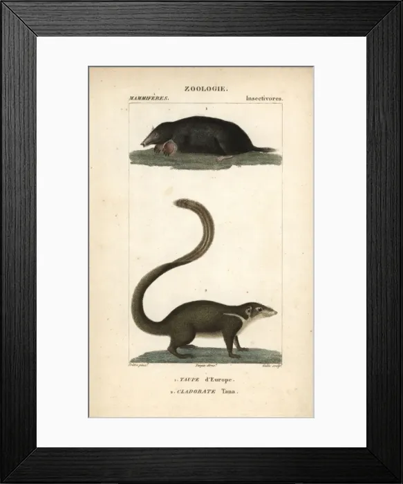 Framed Print : Common mole, Talpa europaea, and large treeshrew Framed Print : Common mole, Talpa europaea, and large treeshrew