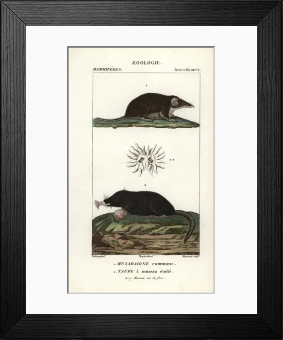 Framed Print : Marten, Martes martes, and wolverine, Gulo gulo Framed Print : Marten, Martes martes, and wolverine, Gulo gulo