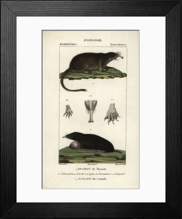 Framed Print : Russian Desman, Desmana moschata (vulnerable) Framed Print : Russian Desman, Desmana moschata (vulnerable)