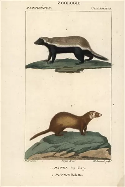 Honey badger, Mellivora capensis, and least