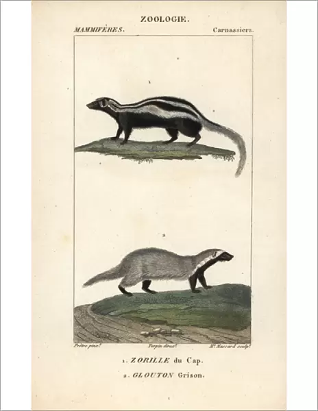 Honey badger, Mellivora capensis, and grison