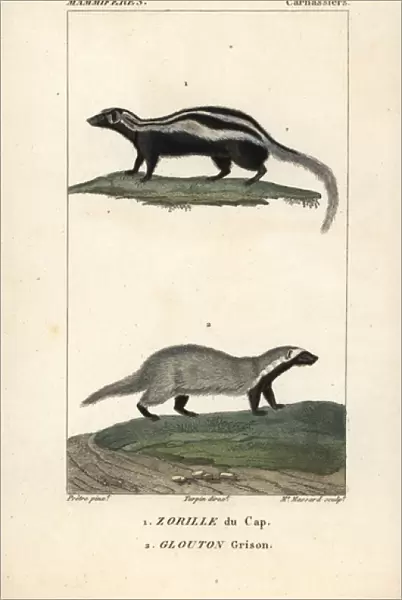 Honey badger, Mellivora capensis, and grison