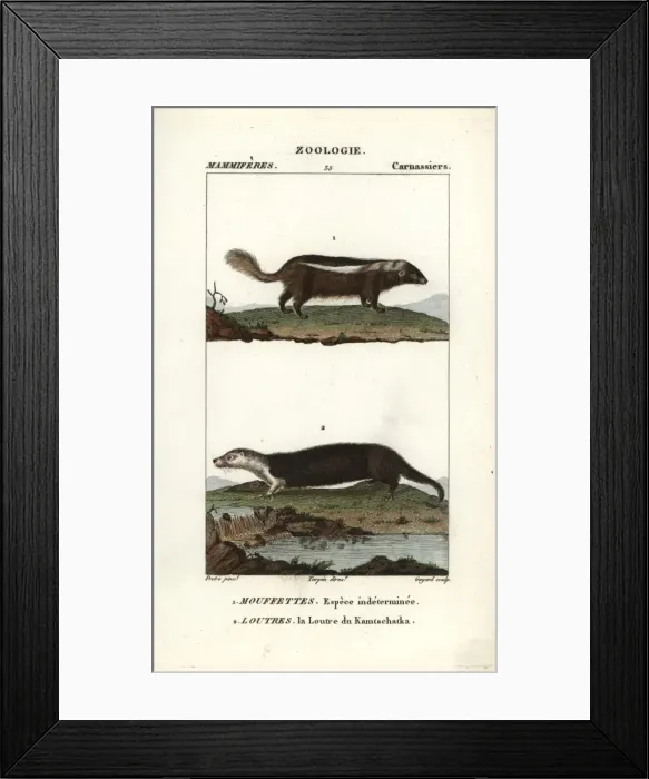 Framed Print : Unidentified species of skunk (Conepatus semistriatus?) Framed Print : Unidentified species of skunk (Conepatus semistriatus?)