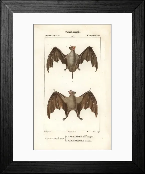 Framed Print : Egyptian guano bat, Tadarida aegyptiaca Framed Print : Egyptian guano bat, Tadarida aegyptiaca